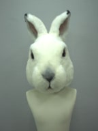 蝦夷ウサギ 着ぐるみ 製作