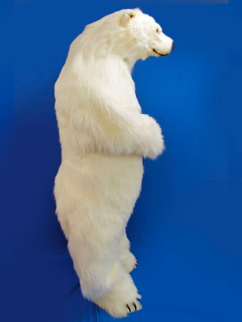 北極熊 着ぐるみ 製作